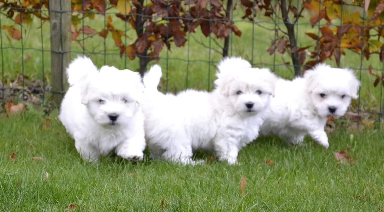 Hvalpe på opdagelse i haven.